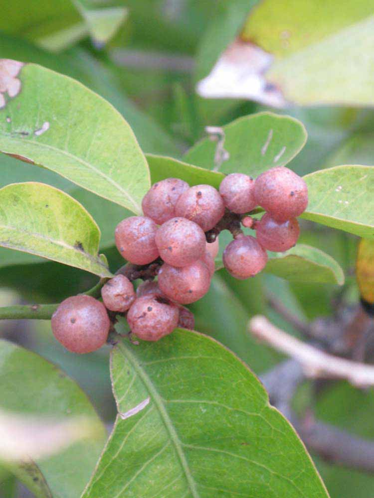            Fruit (Riverside, CA)   